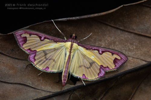 Purple-edged Pearl