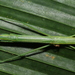 Graeffea seychellensis - Photo (c) Robin Duborget, todos los derechos reservados, uploaded by Duborget Robin