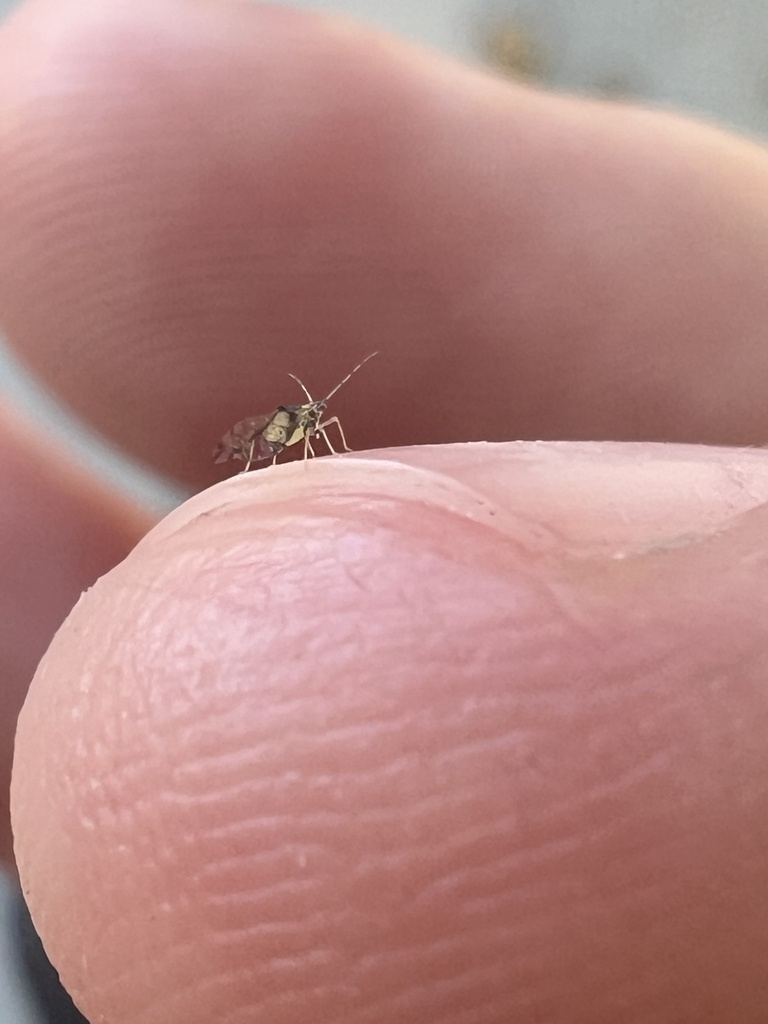 crapemyrtle-aphid-from-university-of-la-verne-la-verne-ca-us-on