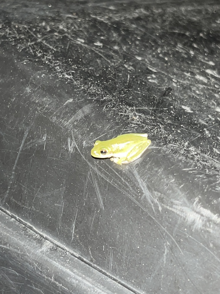Squirrel Treefrog from SW 42nd Ave, Gainesville, FL, US on October 29