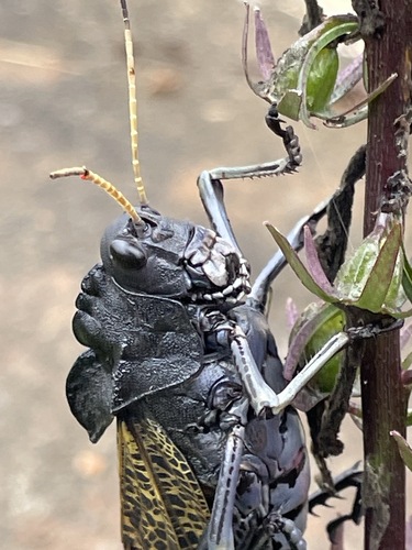 Romalea centurio