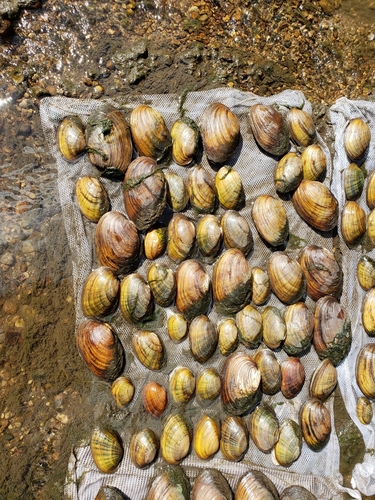 taxonomy_inaturalist image for Actinonaias