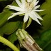 Epiphyllum phyllanthus - Photo (c) Marcos Silveira, all rights reserved, uploaded by Marcos Silveira
