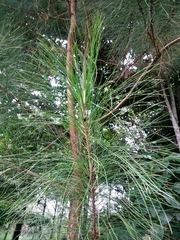 Image of Pinus palustris