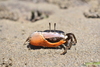 Orange-clawed Fiddler Crab - Photo (c) Marília Erickson, all rights reserved, uploaded by Marília Erickson