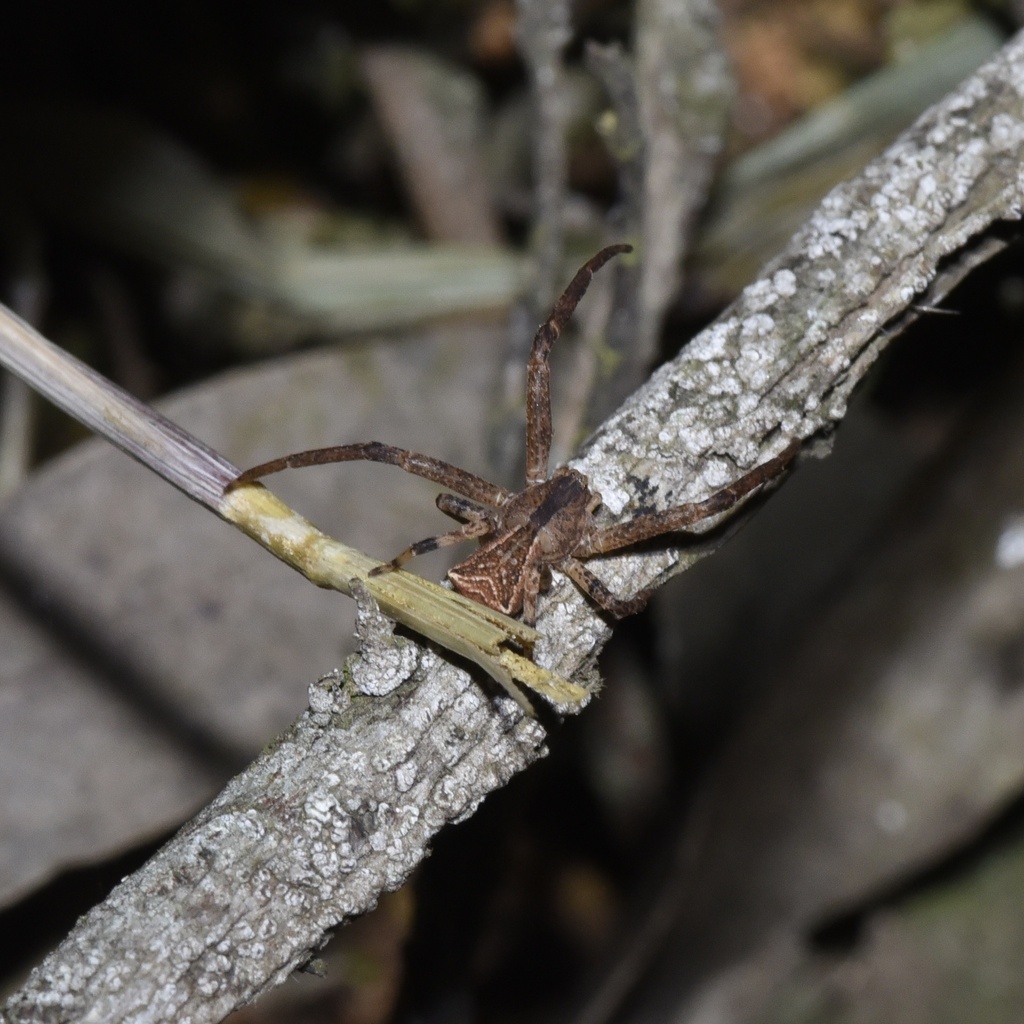 Squareended Crab Spiders from A1, Port Fairy, VIC, AU on October 29
