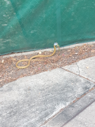 Common Tree Snake sighting