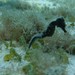 Observation photo