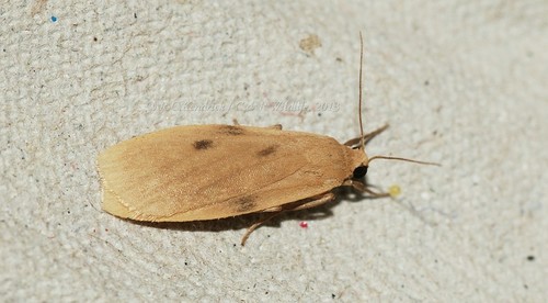 Microlithosia shaowuica Daniel, 1954