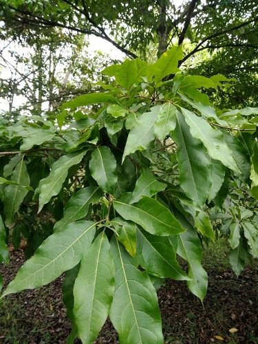 Quercus image