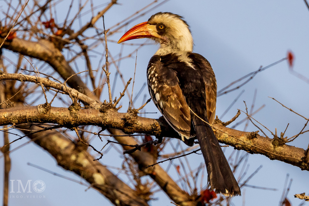 Tanzanian Red-billed Hornbill photo