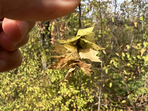 Eastern Hornbeam