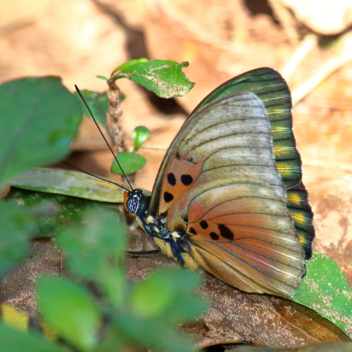 Euphaedra edwardsii