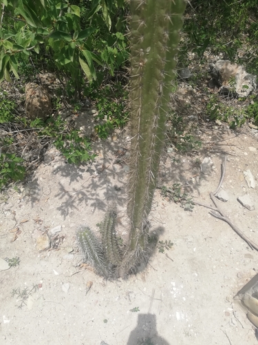 Stenocereus image