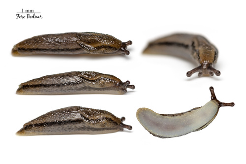 Arion fuscus