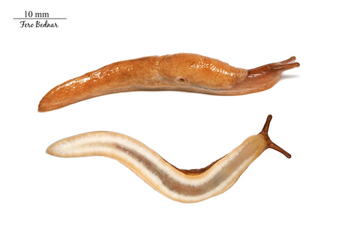 Deroceras