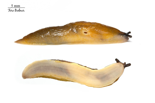 Lemon Slug