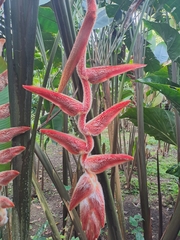 Heliconia vellerigera image