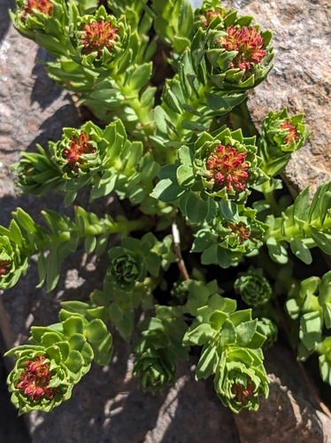 Rhodiola integrifolia ssp. neomexicana