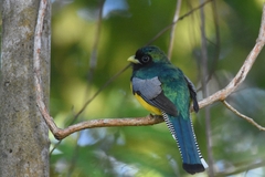 Trogon rufus image