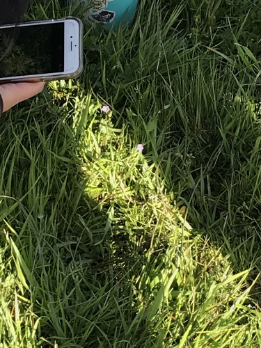 iNaturalist observation photo of Plants