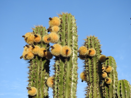 Indian Comb