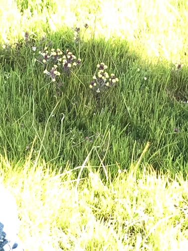 iNaturalist observation photo of butter-and-eggs
