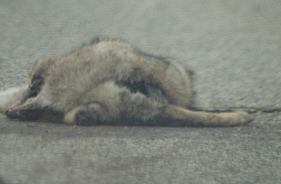 Wolves and dogs from spokane county wa usa on october 24 2023 by