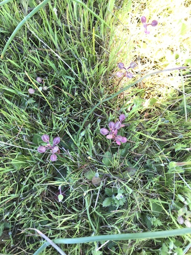 iNaturalist observation photo of Shining Pepperweed