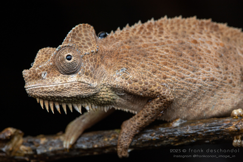 Helmeted Chameleon