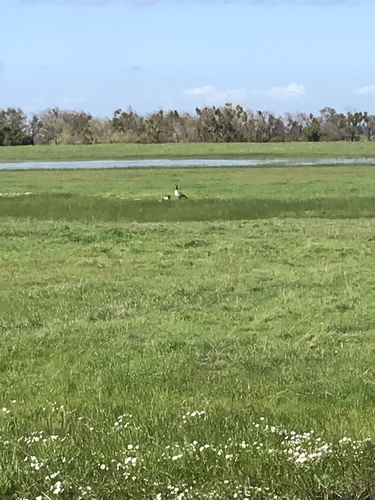 iNaturalist observation photo of Canada Goose