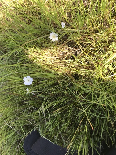 iNaturalist observation photo of Meadowfoams