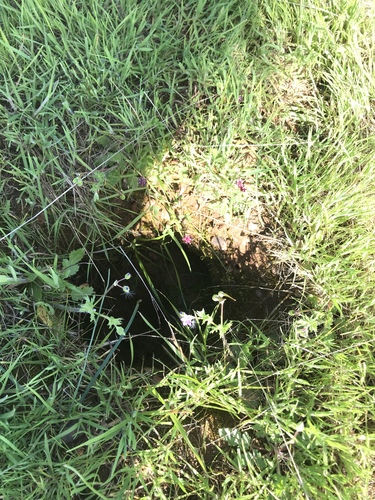iNaturalist observation photo of cowbag clover