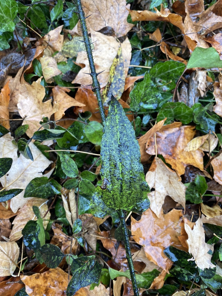 bristly greenbrier from Bafford Pl, Knoxville, TN, US on October 30 ...