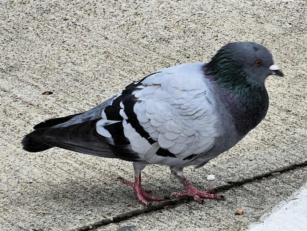 Feral Pigeon from Harris County, US-TX, US on October 30, 2023 at 03:52 ...