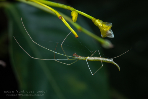Tetragnatha isidis