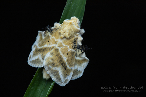 Budded Lappet