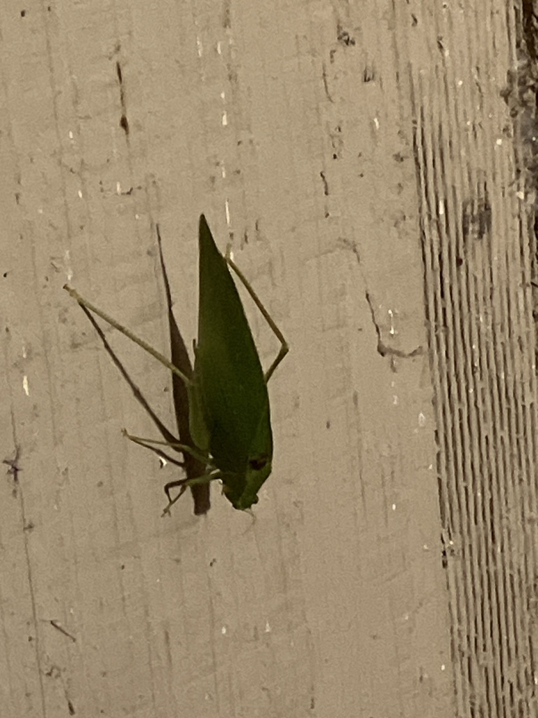 Angle-winged Katydids from Thistle Ln, Fitzgerald, GA, US on October 30 ...