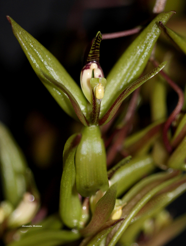 Cirrhaea fuscolutea