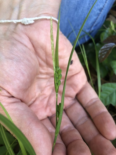 peninsula sedge (Carex paeninsulae)