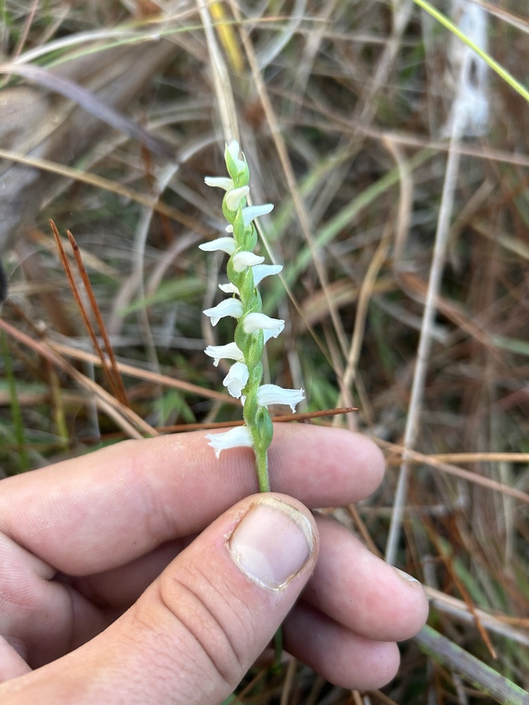 Grassleaved Ladies' Tresses in October 2023 by Michael Cole Corley