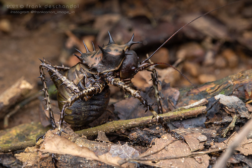 Cosmoderus erinaceus