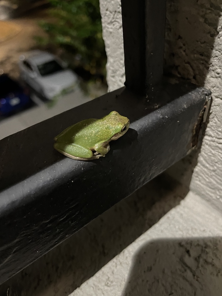 Squirrel Treefrog from SW 27th St, Gainesville, FL, US on October 30