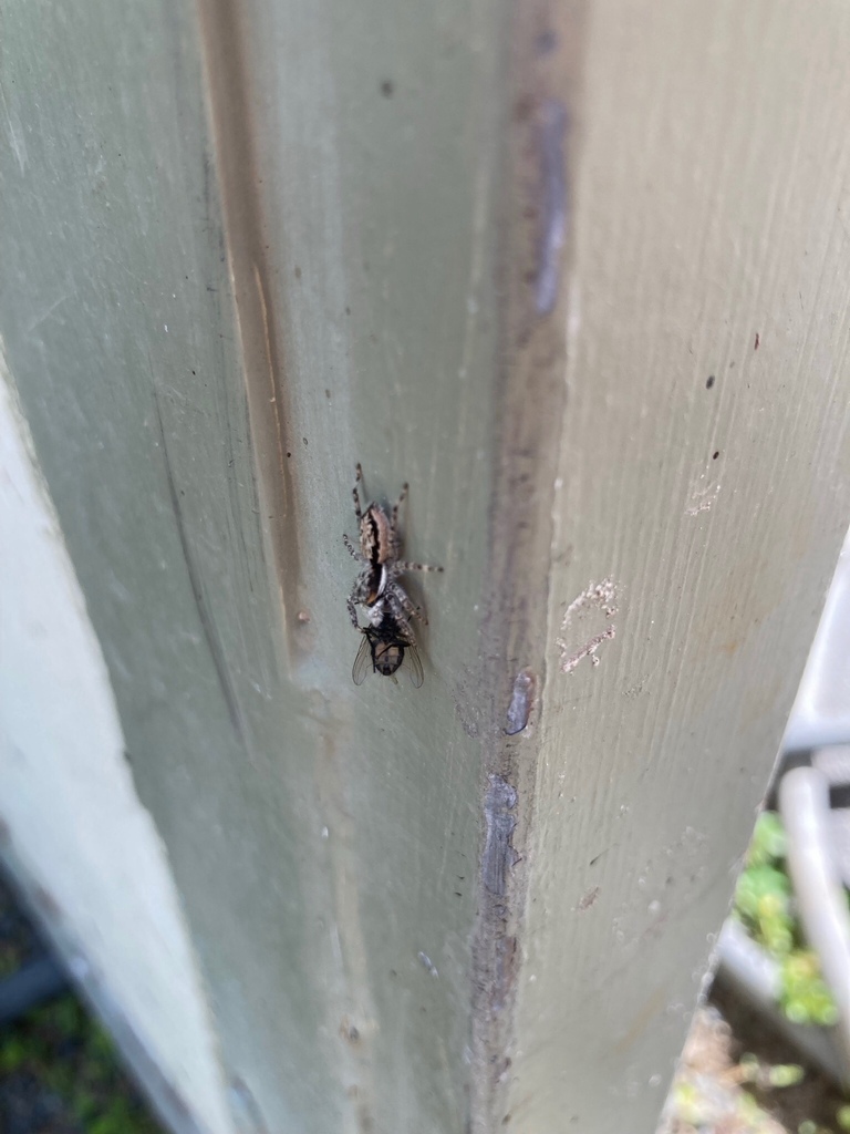 Gray Wall Jumping Spider from SW 173rd Ave, Miami, FL, US on October 12 ...