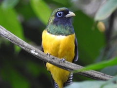 Trogon rufus image