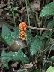 Anthurium watermaliense image