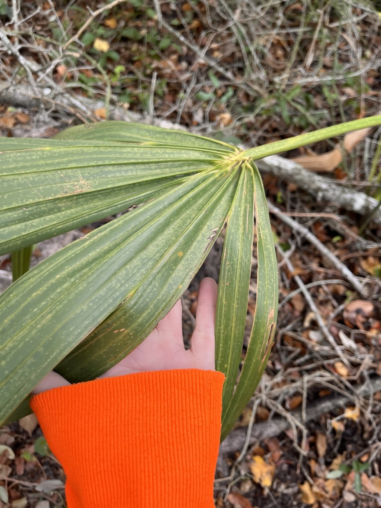 Palmettos from matteson st corpus christi tx us on october 30 2023