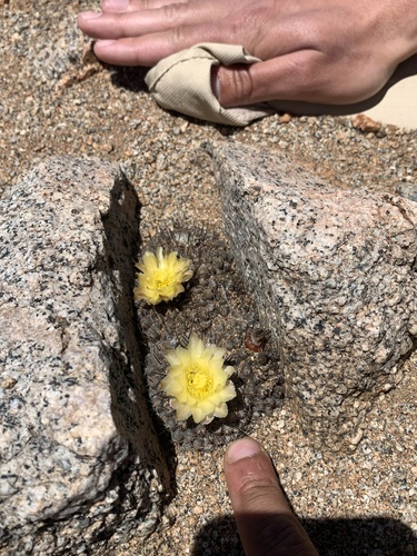Copiapoa humilis ssp. tenuissima