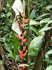 Heliconia pogonantha image