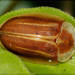 Anacassis fuscata - Photo (c) RAP, all rights reserved, uploaded by RAP